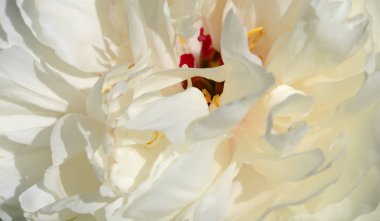 çiçekli peonies bahçede