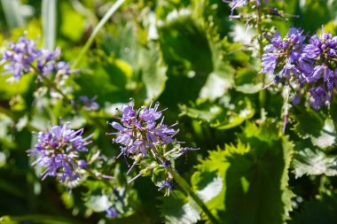 Bahar bahçesinde Synthyris stellata. Eşsiz ve nadir bitkilerin yetiştirilmesi. Bahçedeki mor çiçekler