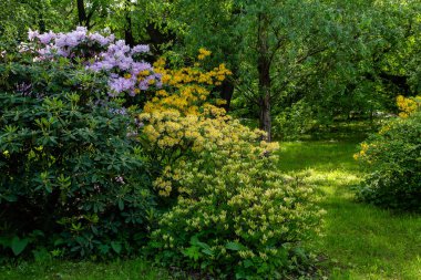 Bahar bahçesinde çiçekli rhododendrons