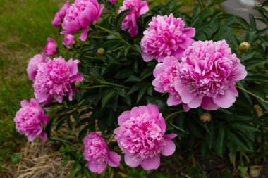 çiçekli peonies bahçede
