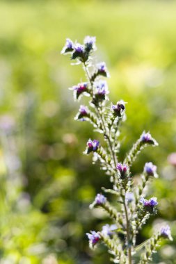 Engerek'in bugloss ve blueweed olarak bilinen bir tarla bitkiEchium vulgare nektar toplama hodan giller familyasından Boraginaceae familyasından bir çiçekli bitki türüdür. Güzel yabani çiçekler manzara. 