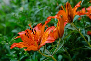 Japon türk's-cap zambak (Lilium hansonii) bahçede. Yeşil arka planda lilium hansonii turuncu çiçekler