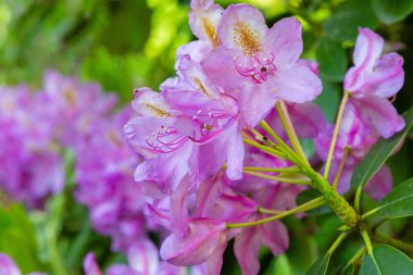 Bahar bahçesinde çiçekli rhododendrons