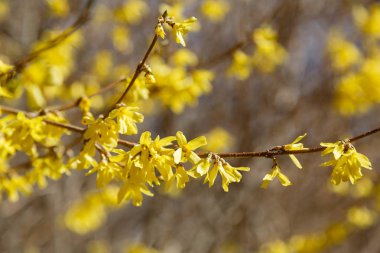 Bahar bahçesinde çiçekli sarı rhododendrons. Doğal bir arka plan üzerinde rodopdron tomurcukları ve çiçekleri
