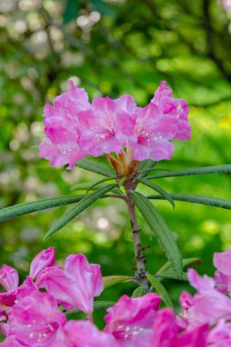 Bahar bahçesinde çiçekli rhododendrons