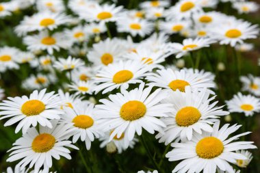 Bahçede papatya. Çiçek açan Papatya ile doğanın güzel bir sahne. Papatya Bahar çiçek arka plan. Yaz papatya arka plan