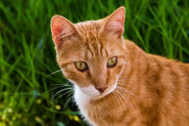 Yeşil çimenlerin arka planında kırmızı bir kedi portresi