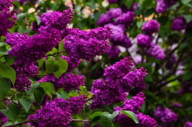 Bahçede çiçek açan leylak (Syringa). Doğal arka planda güzel mor leylak çiçekleri