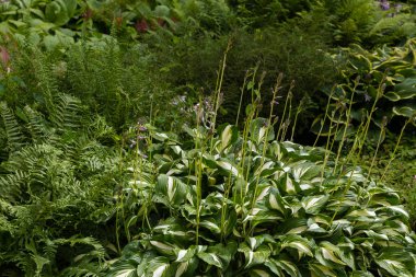 Yeşil çalı Hosta. Hosta gidiyor. Hosta - peyzaj park ve bahçe tasarımı için bir süs bitkisi 
