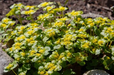 Bahar bahçesinde krisospenyum. Chrysosplenium alternifolium, sarı yaylı küçük çiçekler. Alternatif yapraklı altın saksafon çiçekleri (chrysosplenium alternifolium). Bahçedeki şifalı bitkiler
