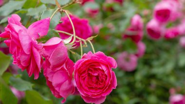 Güzel çiçek açan güller yakın. Doğa arka planı