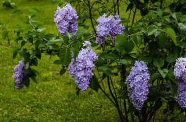 Bahçede çiçek açan leylak (Syringa). Doğal arka planda güzel mor leylak çiçekleri