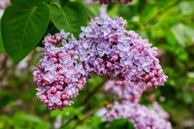 Park veya bahçe nin arka planında leylak dalları. Çiçek açan leylak bahar dalları