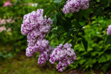 Bahçede çiçek açan leylak (Syringa). Doğal arka planda güzel mor leylak çiçekleri