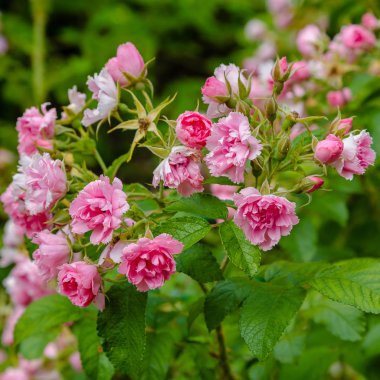 Güzel çiçek açan güller yakın. Doğa arka planı