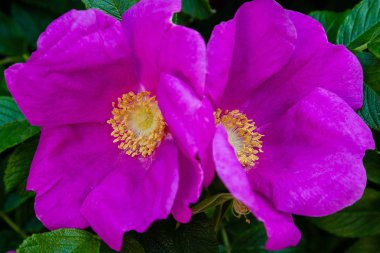Güzel tonda güller yakın. Doğa arka planı