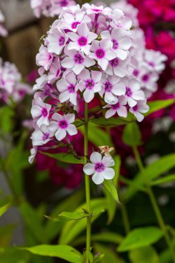 Phlox paniculata çiçekleri yakın. Çiçek arka plan