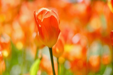 Bahar bahçesinde güzel laleler. Soğanlı bitkilerin yetiştirilmesi. 