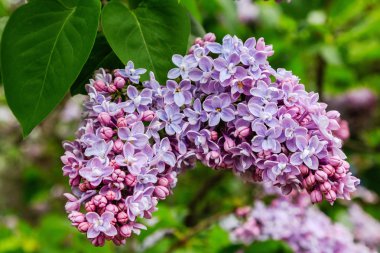 Park veya bahçe nin arka planında leylak dalları. Çiçek açan leylak bahar dalları