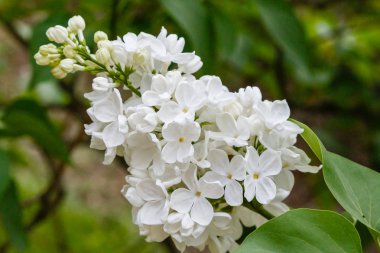 Park veya bahçe nin arka planında leylak dalları. Çiçek açan leylak bahar dalları