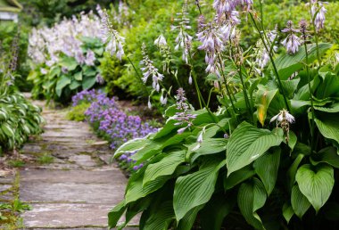 Yeşil çalı Hosta. Hosta gidiyor. Hosta - peyzaj park ve bahçe tasarımı için bir süs bitkisi 