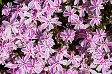 Phlox paniculata çiçekleri yakın. Çiçek arka plan