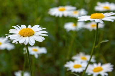 Bahçedeki beyaz papatyalar