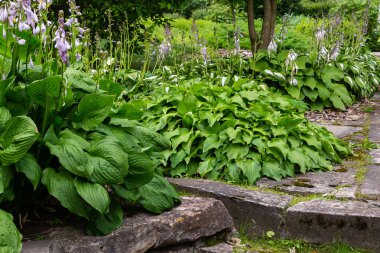Yeşil çalı Hosta. Hosta gidiyor. Hosta - peyzaj park ve bahçe tasarımı için bir süs bitkisi 