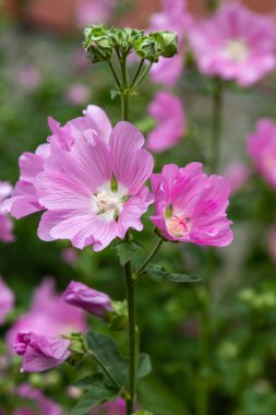 oleander Oleander çiçekleri büyük bir tropikal bitkidir. Güzel çiçek tropikal arka plan