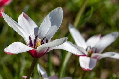 Bahar bahçesinde lale clusiana. Bahçede ampul yetiştirmek. Bahçede nadir ve eşsiz bitkiler