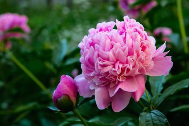 Bahçede çiçekli pembe şakayık