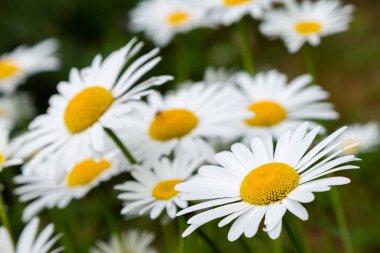 Bahçede papatya. Çiçek açan Papatya ile doğanın güzel bir sahne. Papatya Bahar çiçek arka plan. Yaz papatya arka plan