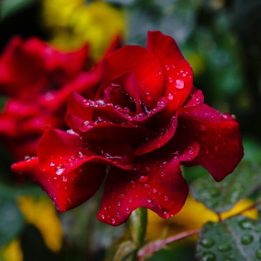 Güzel tonda güller yakın. Doğa arka planı