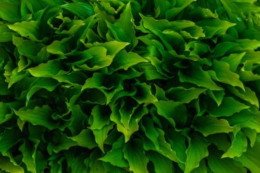 Yeşil çalı Hosta. Hosta gidiyor. Hosta - peyzaj park ve bahçe tasarımı için bir süs bitkisi 