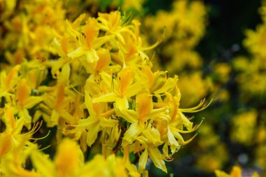 Bahar bahçesinde çiçekli rhododendrons