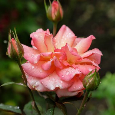 Güzel tonda güller yakın. Doğa arka planı