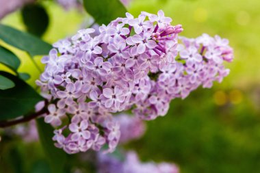 Park veya bahçe nin arka planında leylak dalları. Çiçek açan leylak bahar dalları