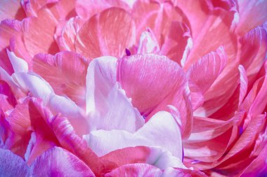 Bahar bahçesinde laleler. Bahçede ampul yetiştirmek. Bahçede nadir ve eşsiz bitkiler