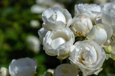 Güzel çiçek açan güller yakın. Doğa arka planı