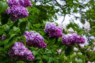 Bahçede çiçek açan leylak (Syringa). Doğal arka planda güzel mor leylak çiçekleri