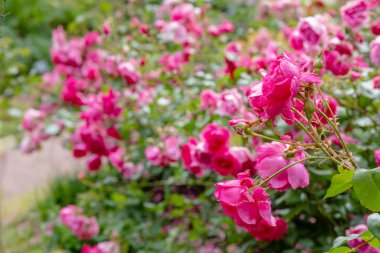 Güzel çiçek açan güller yakın. Doğa arka planı