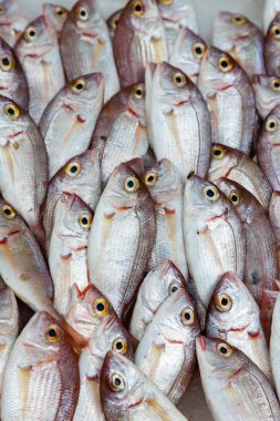 Pazarda buz üzerinde balık