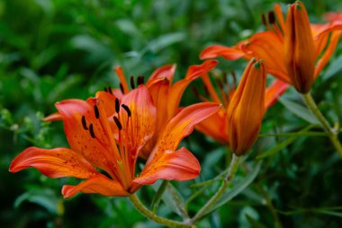 Japon türk's-cap zambak (Lilium hansonii) bahçede. Yeşil arka planda lilium hansonii turuncu çiçekler