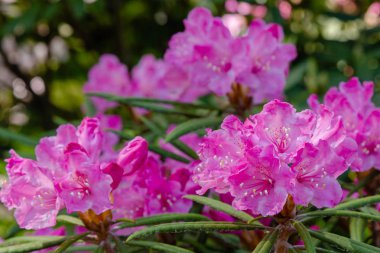 Bahar bahçesinde çiçekli rhododendrons