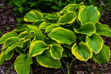 Yeşil çalı Hosta. Hosta gidiyor. Hosta - peyzaj park ve bahçe tasarımı için bir süs bitkisi 