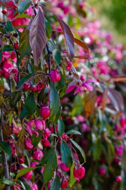 Malus pumila bahar bahçesinde. Kırmızı çiçekler ile malus pumila çiçekli dalları
