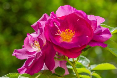 Güzel tonda güller yakın. Doğa arka planı