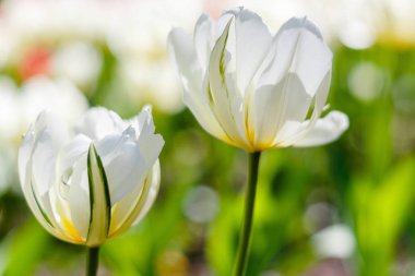 Bahar bahçesinde güzel laleler. Soğanlı bitkilerin yetiştirilmesi. 