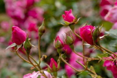 Güzel çiçek açan güller yakın. Doğa arka planı