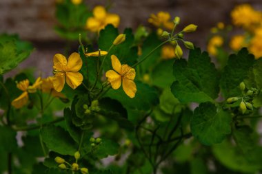 Park veya bahçe nin arka planında leylak dalları. Çiçek açan leylak bahar dalları
